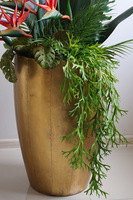 Strelicja Złota Bajka, egzotyczna kompozycja