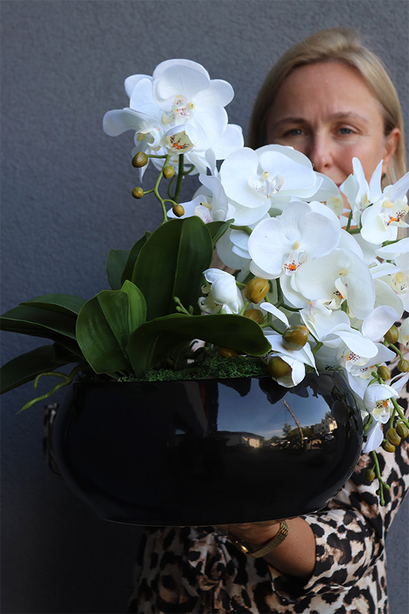 Decoris Piano, storczyk w czarnej donicy
