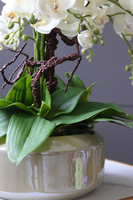 Calatti Gaina, wysokiej jakości sztuczny storczyk