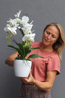 biały storczyk Biała Gefia, wys.45cm