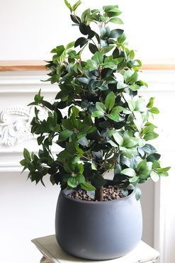 Bonsai Concrete, sztuczne drzewko w betonowej donicy, wys.89cm