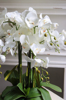 Golden Gate, efektowny storczyk w złotej misie