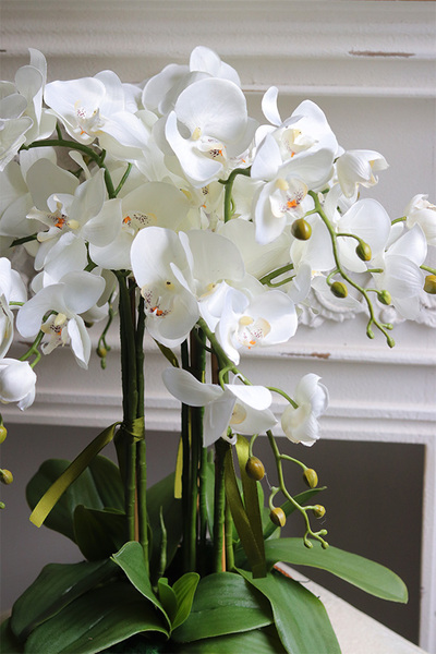 Golden Gate, efektowny storczyk w złotej misie