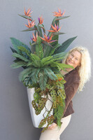 Strelicja Marmurra, kompozycja w wysokiej donicy