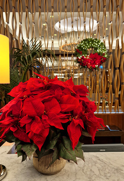 Gwiazda Betlejemska Hillton 3, wysokiej jakości sztuczna roślina, wym.63x54cm