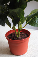 doniczkowa hortensja Różowo-Żółta, wysokiej jakości sztuczne kwiaty