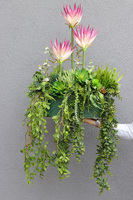 Grefire, sztuczna egzotyczna kompozycja ze zwisami, wys.70cm