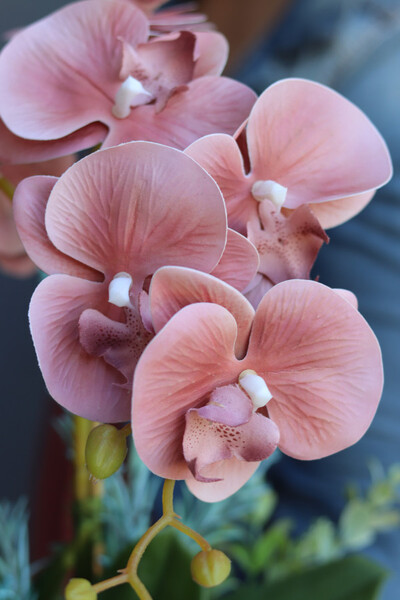 Cherry Me, gumowy storczyk w czarnej donicy