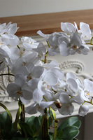 Alladino New, storczyk w pucharze