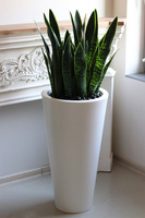 Sansewieria Della, roślina sztuczna w donicy