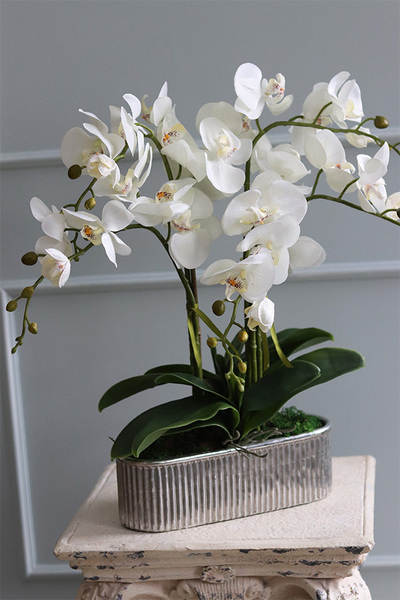 ekskluzywny storczyk w srebrnej donicy, Allain Silver, wys.54cm