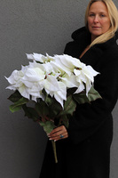 święta_Gwiazda_Betlejemska_Biała