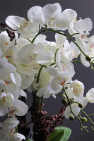 Nullina Silver Tresta, sztuczny storczyk w lustrzanej misie