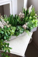 Beige Longia, kompozycja sukulenty w długiej donicy