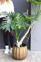 Filodendron Bellis, drzewko sztuczne w donicy