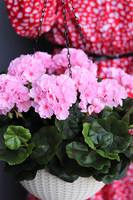 Pelargonia Pink, kompozycja pelargonie w wiszącej donicy