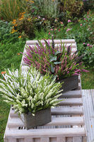 Wrzosowisko Green Garden, wrzosy w skrzynce, białe