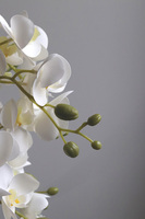 Blerana 2, stylowy storczyk w doniczce