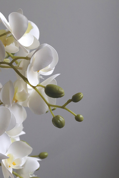 Blerana 2, stylowy storczyk w doniczce