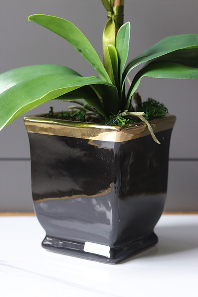 Komodo Black, nowoczesny storczyk w czarnej osłonce