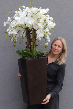 Mediolan Czekolada, bogaty storczyk podłogowy w donicy, wys.130cm 