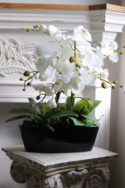 Leore Black, storczyk w czarnej donicy, wys.52cm