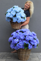 Blue Sky Big, niebieski kosz z peoniami