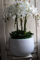 Fiberglass Grande Baloo, sztuczny storczyk w białej donicy, wys.100cm