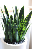 Sansewieria Della, roślina sztuczna w donicy
