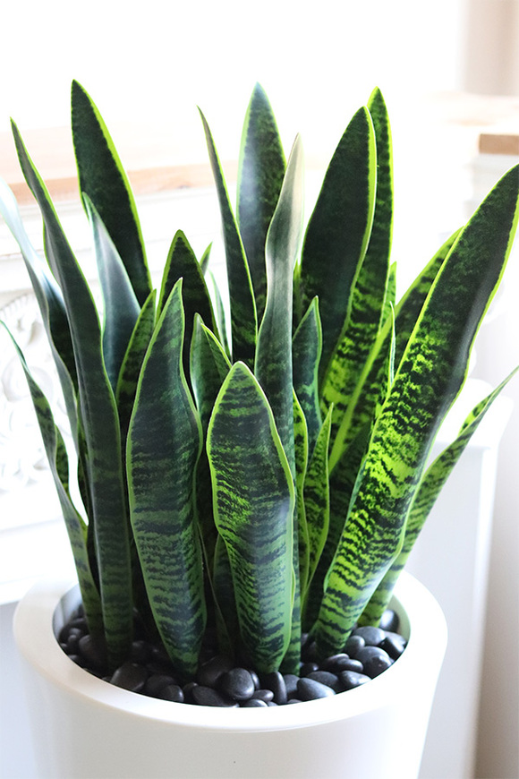 Sansewieria Della, roślina sztuczna w donicy