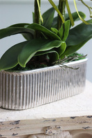 ekskluzywny storczyk w srebrnej donicy, Allain Silver, wys.54cm