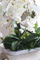 Moretti Saute, storczyk w stretchu do obsadzenia, wys.68cm