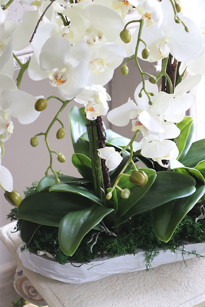 Moretti Saute, storczyk w stretchu do obsadzenia, wys.68cm