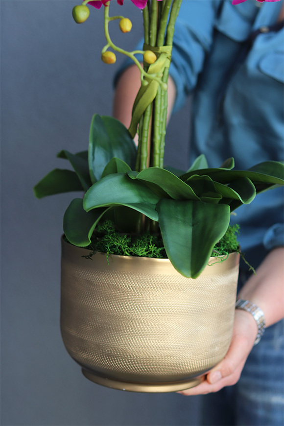 Goldie Veruna, fuksjowy storczyk w złotej donicy, wys.41cm