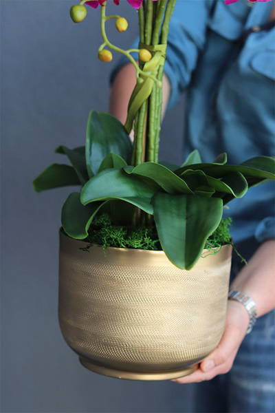 Goldie Veruna, fuksjowy storczyk w złotej donicy, wys.41cm