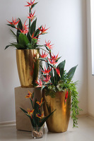 Strelicja Złota Bajka, egzotyczna kompozycja