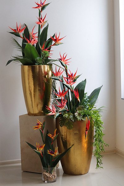 Strelicja Złota Bajka, egzotyczna kompozycja