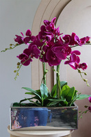 Leono Fuksja, storczyk w lustrzanej donicy, wys.52cm