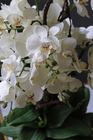 Calatti Gaina, wysokiej jakości sztuczny storczyk