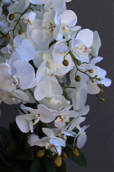 Blackisto Goldino B, elegancki storczyk w czarno-złotej donicy, wys.72cm