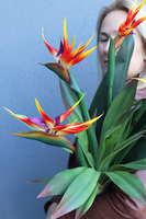 Strelicja Królewska Modern, bukiet kwiatów do wazonu