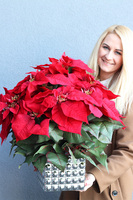 Gwiazda Betlejemska Reddis, wysokiej jakości sztuczna roślina, wym.43x43cm  