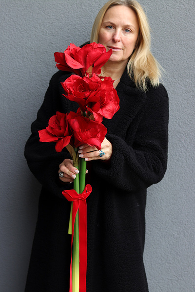 Amarylis Czerwony Premium, czerwony kwiat amarylisa