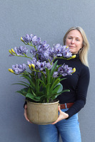 Violet Antique, gumowy storczyk cymbydium w doniczce