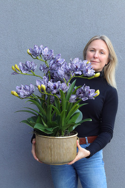 OD RĘKI Violet Antique, gumowy storczyk cymbydium w doniczce, wys.70cm 