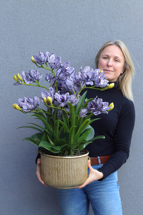 Violet Antique, gumowy storczyk cymbydium w doniczce