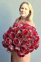 bukiet 41 bordowych róż, Rolania Bordo