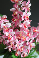 Pelirana, gumowy storczyk w turkusowej donicy