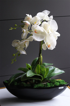 Laos Black Classic, gumowy storczyk w czarnej donicy, wys.53cm