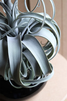 Oplątwa Piano, sztuczna roślina w doniczce